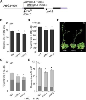The Arabidopsis thalianaCONSTANS-LIKE 4 (COL4) – A Modulator of Flowering Time